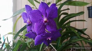 Vanda pachara Delight