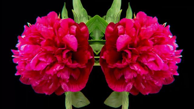 Trippy Space Flowers - 4K Visual Psychedelic Video For DMT Release