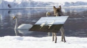 На просторах золотой Индигирки