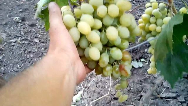 Виноград Благовест. смотреть онлайн