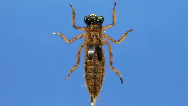 Личинка Стрекозы-Dragonfly Nimph смотреть онлайн