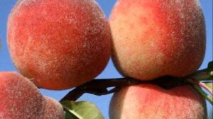 Выращивание персика на участке как бизнес идея
