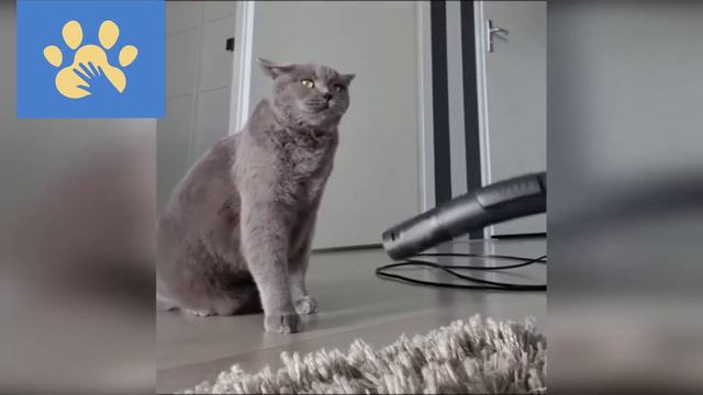Самые Смешные Котики И Собачки | Юмор Для Поднятия Настроения