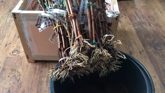 Виноградная школка. Часть 2: Кильчевание черенков винограда перед высадкой в школку и посадка смотреть онлайн