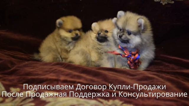 Питомник Шпицев НИРАРОС из СПб +7 (812) 900-95-90 Щенки Щпица от Чемпионов России и США