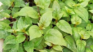 Задымление в теплице. Львиный зев. Черенкование гортензии.