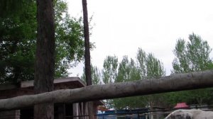 Цзямусы. Китай. Парк Аттракционов и мини зоопарк.Май 2019. Jiamusi/China