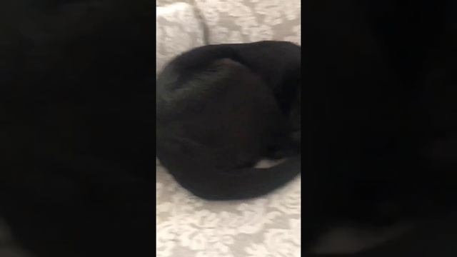 коты ориенталы белый и чёрный