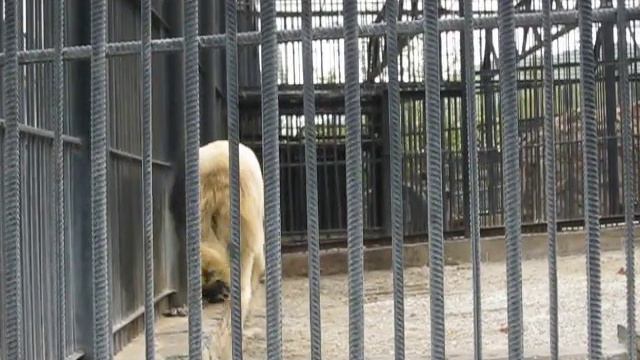 Белый медведь в зоопарке Роев ручей
