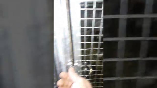 Крольчиха выкидывает крольчат смотреть онлайн