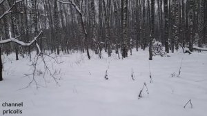 Сбор чаги в лесах Вязниковского района 05.12.2023