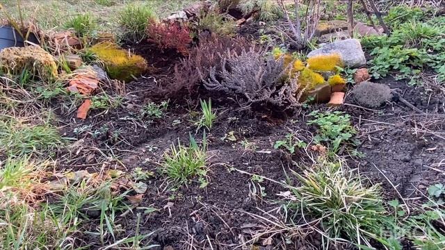 Пересадка та догляд вереска смотреть онлайн