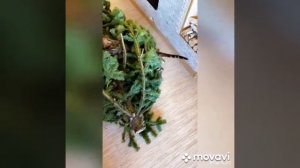#shorts  Джесси изучает елку .??❄️?.mp4