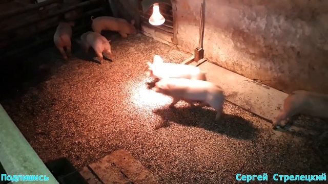 Стресс при отъеме поросят!!!