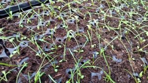 Пикировка гацании. Важные моменты