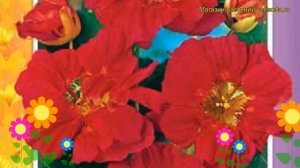 Настурция низкорослая Розовая вишня. Краткий обзор tropaeolum majus, t. nanum Rozovaya vishnya