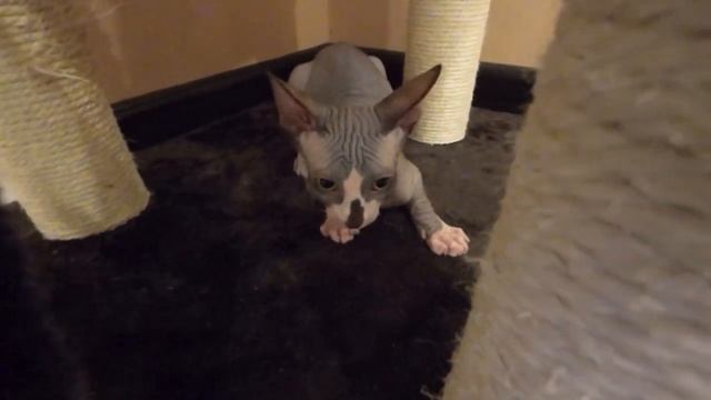 Котенок сфинкс первый день в новом доме. смотреть онлайн