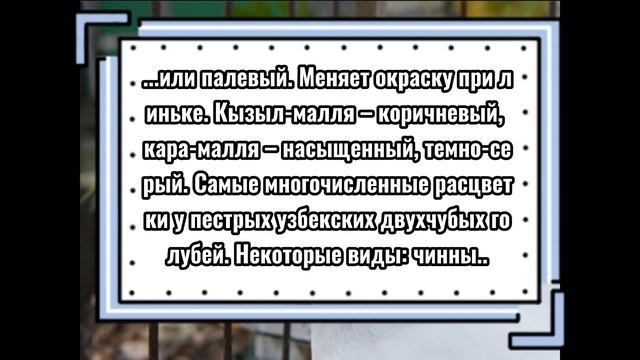 Виды голубей | Узбекский голубь(Часть 2) смотреть онлайн