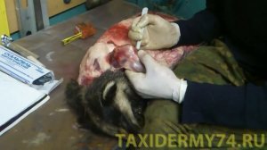 Видеоурок по таксидермии: чучело барсука 1