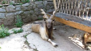 Козёл винторогий.