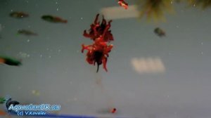 Загрязняет ли аквариумную воду мороженный мотыль?