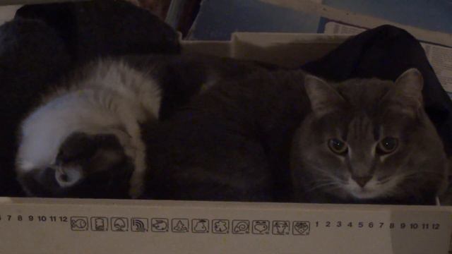 Коты Маша и Гоша, кошки смотреть онлайн