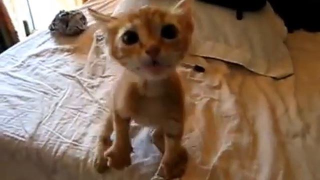 У котёнка паника смотреть онлайн