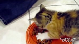 ну,очень голодный котенок