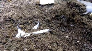 Сажаем морковь на бумаге вместе с луком на одной грядке