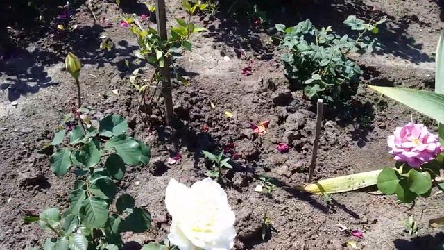 Цветение роз начало часть 1?????????? смотреть онлайн