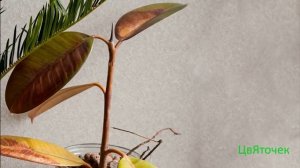 Кончики листьев чернеют и сохнут. Возможные причины