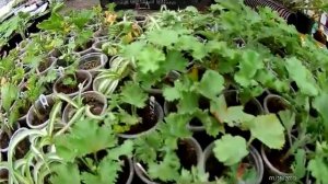 Цикламен, пеларгония, цинерария, ранункулус, суккуленты, обзор теплицы, январь.