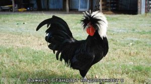 Черный петух