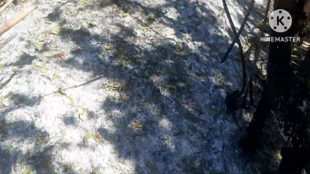 Harvesting Hibiscus taiwan in the wild....👌😍May 9, 2023 смотреть онлайн