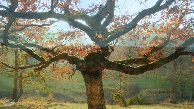 Miro Run 180 Gramm смотреть онлайн