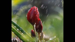 Шум дождя, цветы под дождем, романтическая музыка\ The sound of rain, flowers in the rain