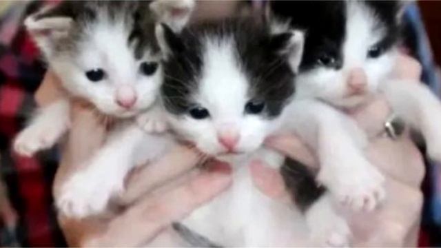 Беременную кошку принесли на усыпление. Она не могла сдержать слез! смотреть онлайн