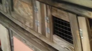 в каком возрасте  не нужно покрывать кроликов