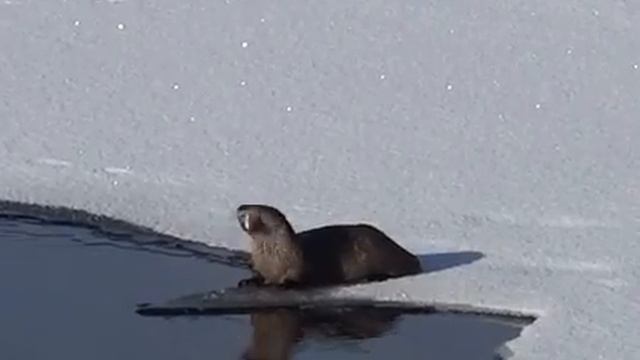 Otter-2