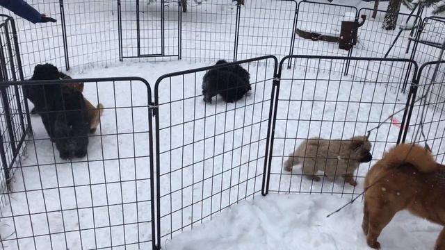 Щенки чау-чау питомника "Фортуна и Фавн" -6 смотреть онлайн