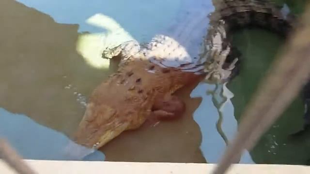 Зоопарк животных - крокодилы, медведи и некоторые другие дикие животные. смотреть онлайн