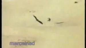 Охота с беркутом на волков.flv