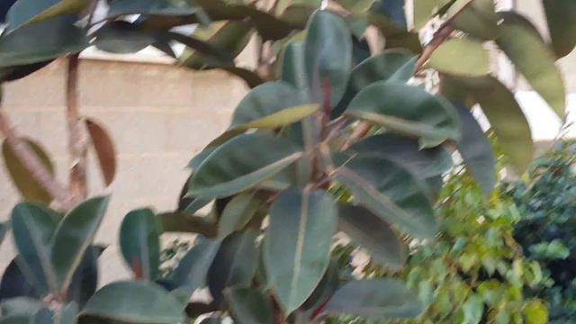 ФИКУСЫ ВО ДВОРИКЕ В ХАЙФСКОМ РАЙОНЕ ШПРИНЦАК смотреть онлайн