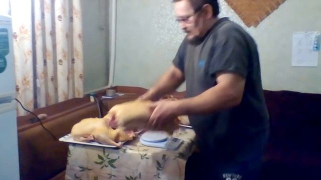 Заготовка гусиного мяса на зиму.