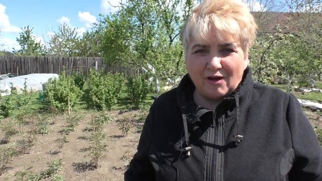 ПИОНЫ - Это ВАЖНО Делать в Первый Год ЦВЕТЕНИЯ! Мои цветы.