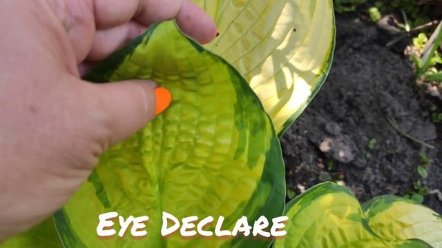 Хоста Eye declare...смена окраса листьев... смотреть онлайн