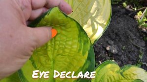 Хоста Eye declare...смена окраса листьев...