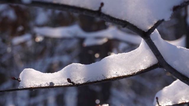 Сугробы поют. Атмосферное видео падающего снега.