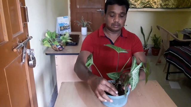 Money plant and syngonium variegated tabletop decorations смотреть онлайн