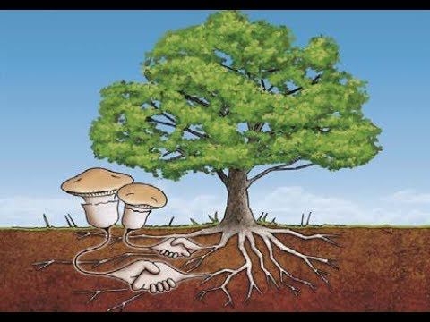 Природное Земледелие - Многолетние растения. Часть 2 / Виктор Максименков